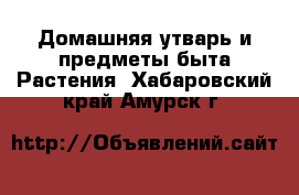 Домашняя утварь и предметы быта Растения. Хабаровский край,Амурск г.